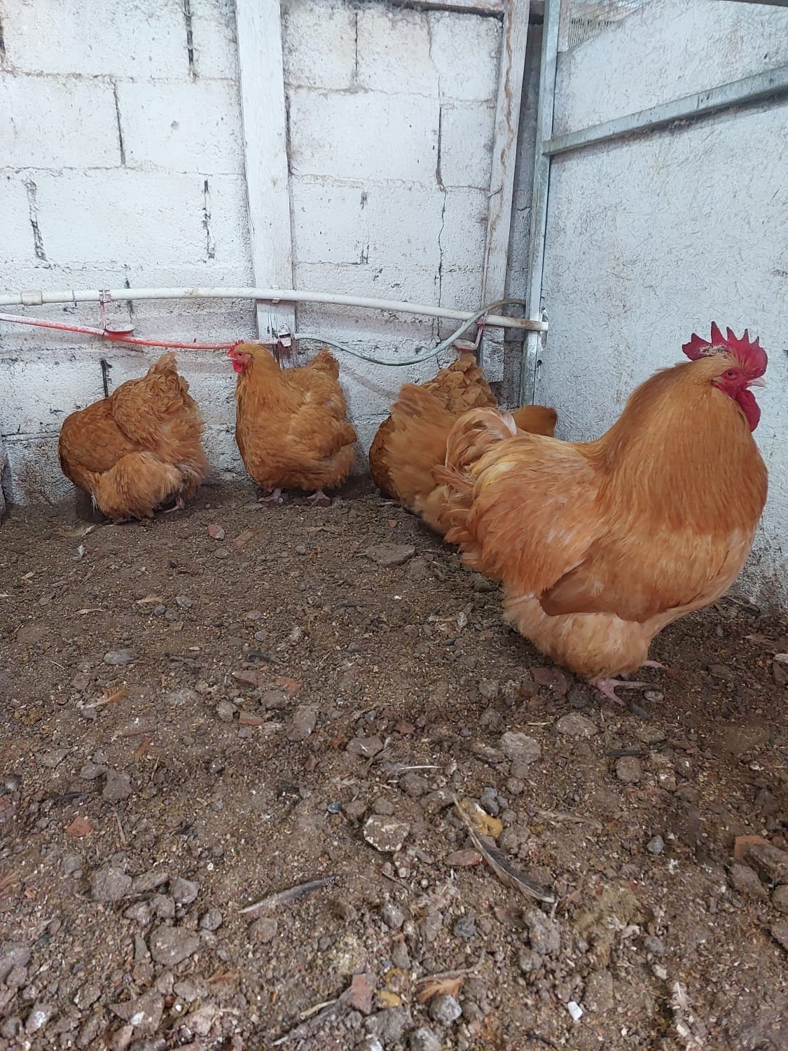 Buff Orpington Kuluçkalık Yumurta