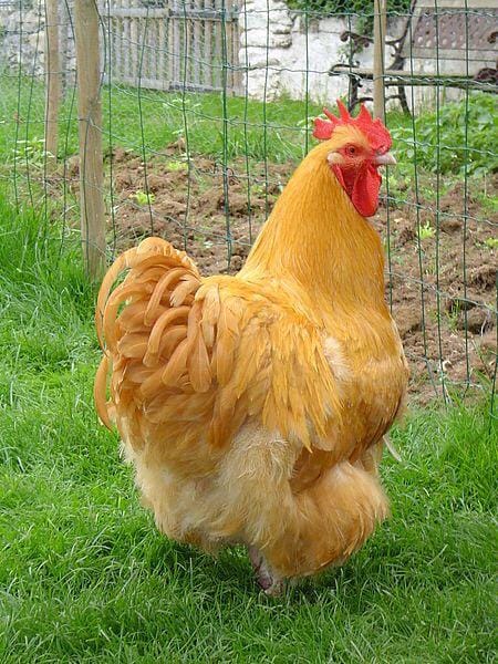 Buff Orpington Kuluçkalık Yumurta