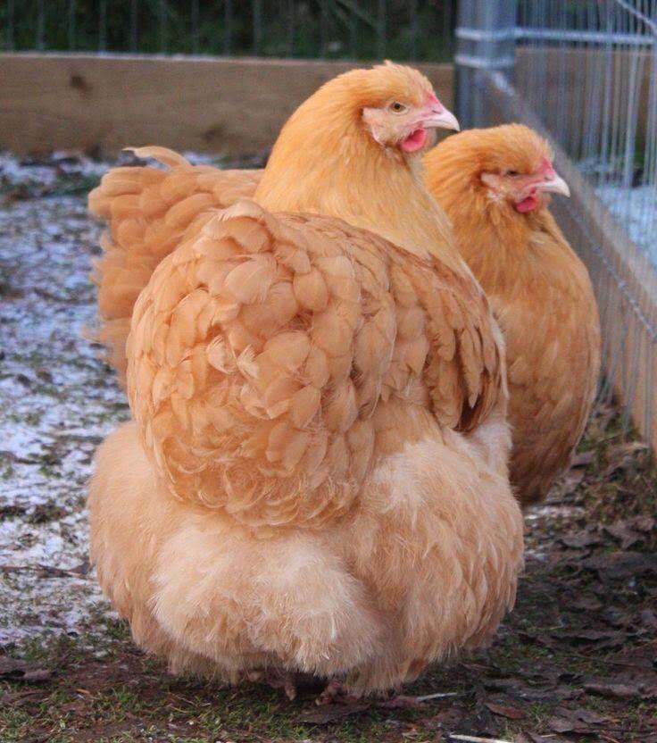 Buff Orpington Kuluçkalık Yumurta