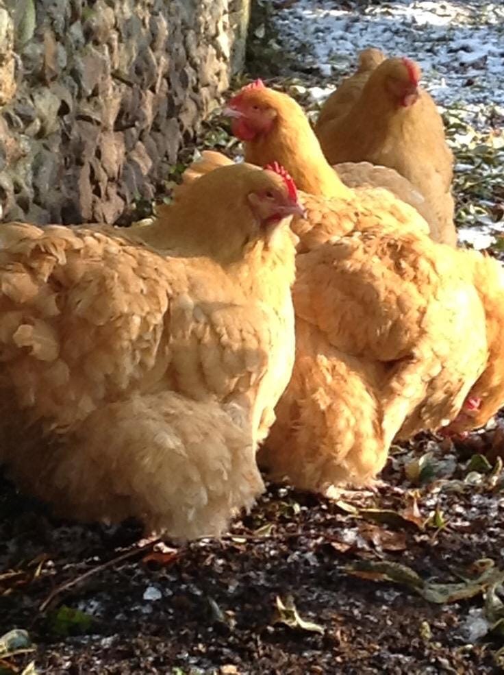 Buff Orpington Kuluçkalık Yumurta