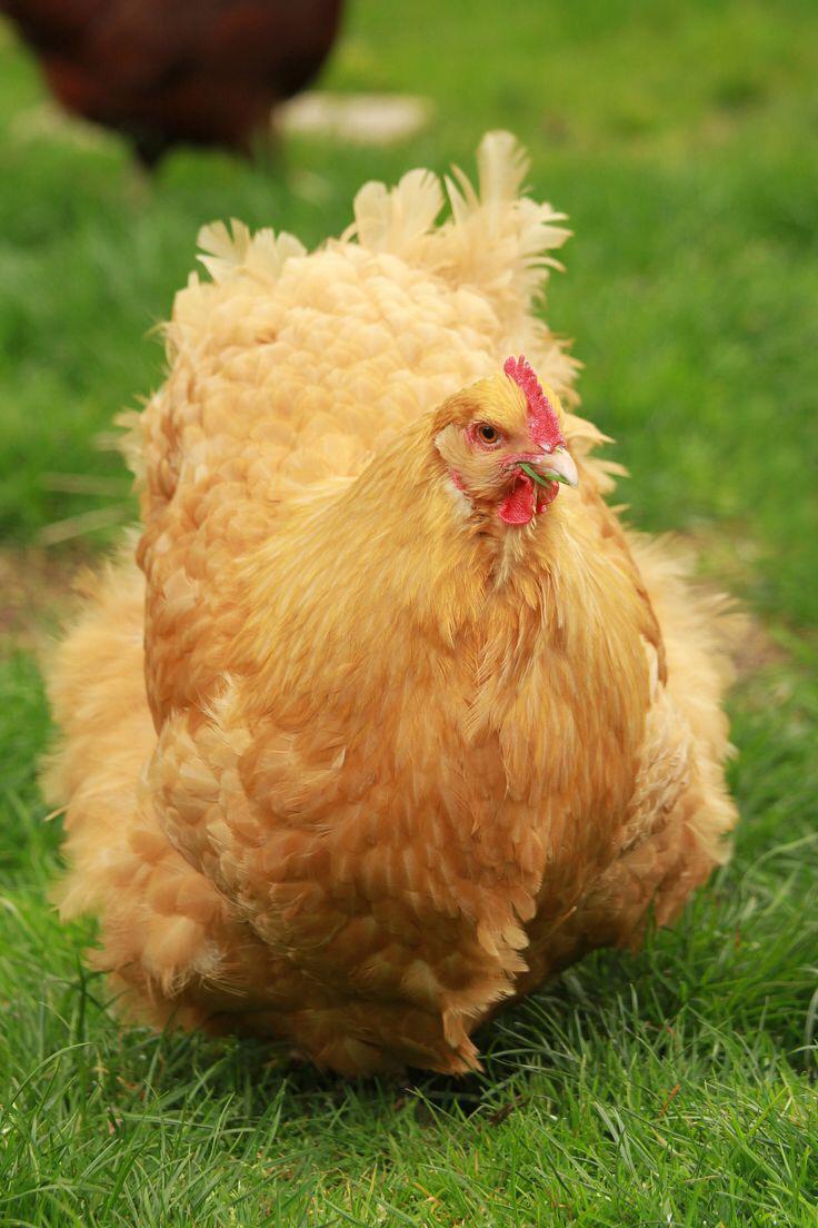 Buff Orpington Kuluçkalık Yumurta