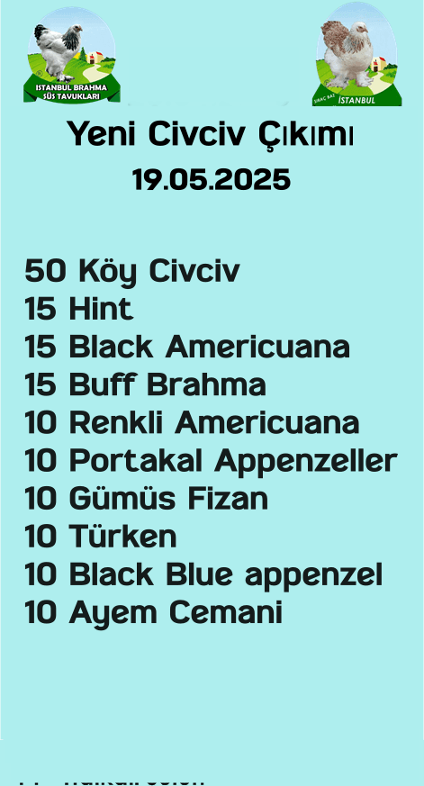 Kuluckaciniz.com Kuluçkalık Yumurta Ve Civciv İstanbul