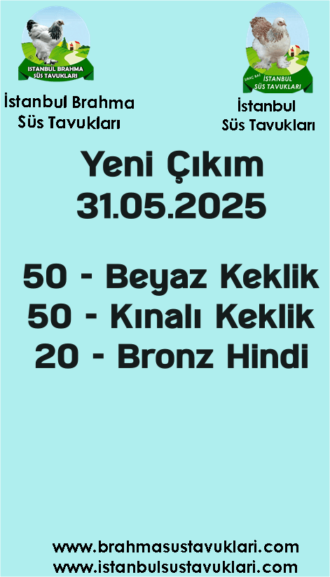 Kuluckaciniz.com Kuluçkalık Yumurta Ve Civciv İstanbul
