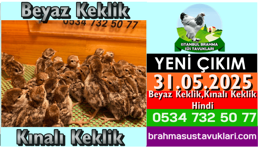 Kuluckaciniz.com Kuluçkalık Yumurta Ve Civciv İstanbul