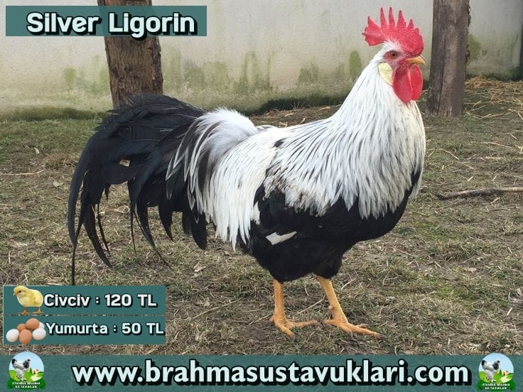 Silver Ligorin Kuluçkalık Yumurta