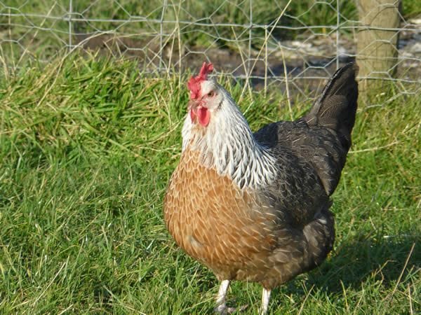 Silver Ligorin Kuluçkalık Yumurta