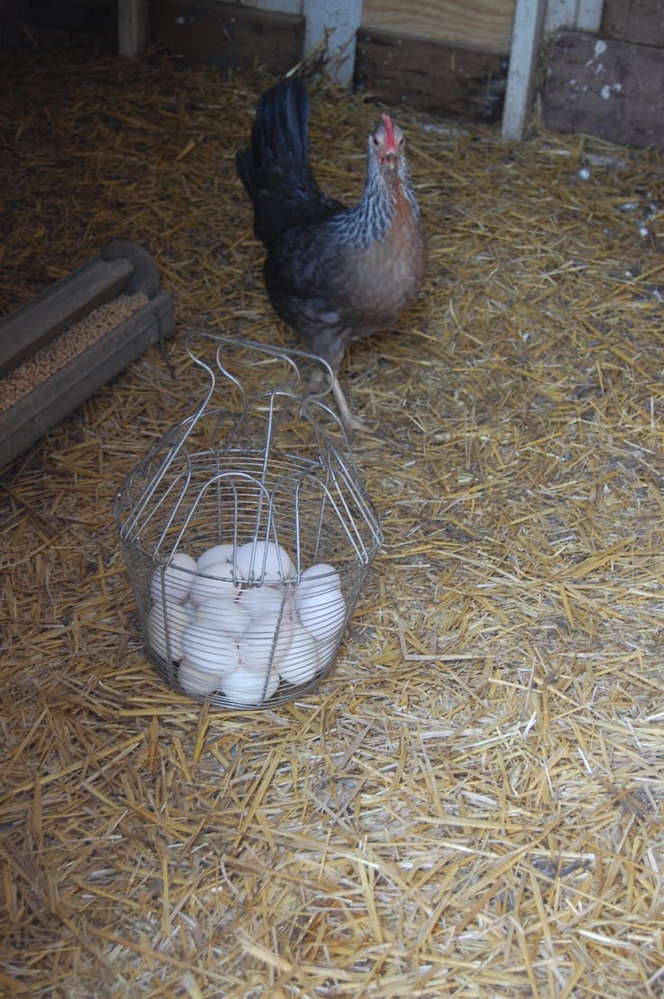 Silver Ligorin Kuluçkalık Yumurta