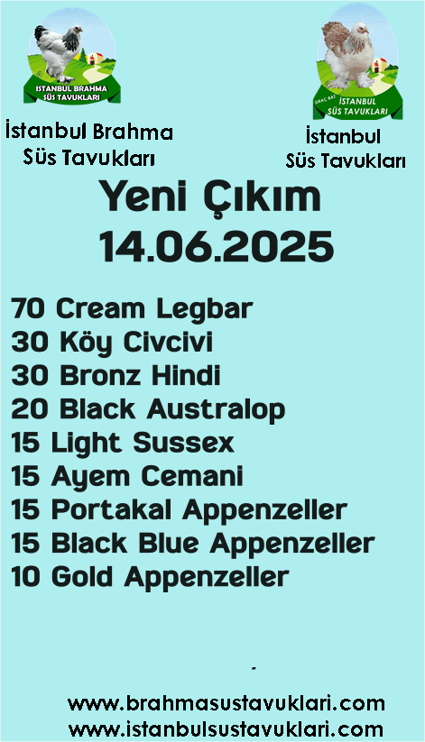 Kuluckaciniz.com Kuluçkalık Yumurta Ve Civciv İstanbul