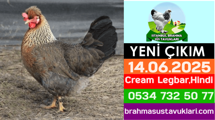 Kuluckaciniz.com Kuluçkalık Yumurta Ve Civciv İstanbul