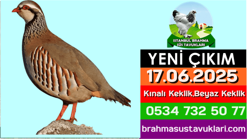 Kuluckaciniz.com Kuluçkalık Yumurta Ve Civciv İstanbul