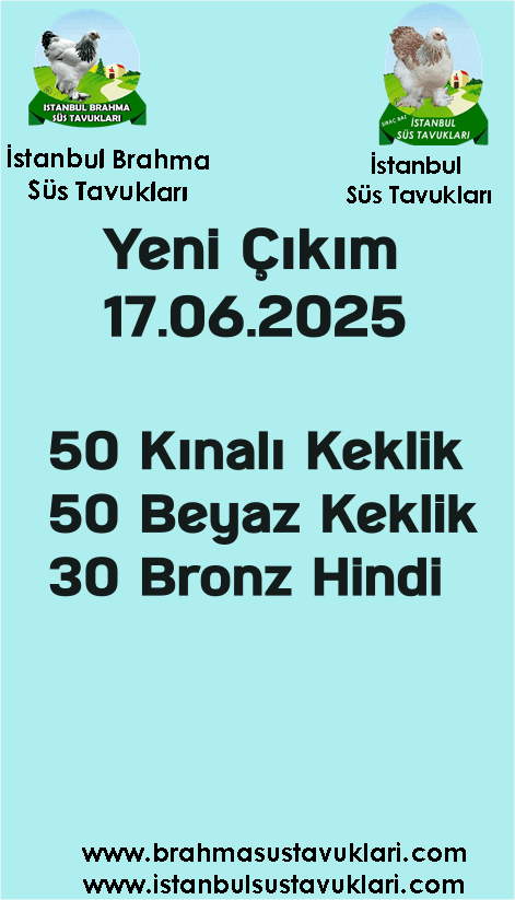 Kuluckaciniz.com Kuluçkalık Yumurta Ve Civciv İstanbul