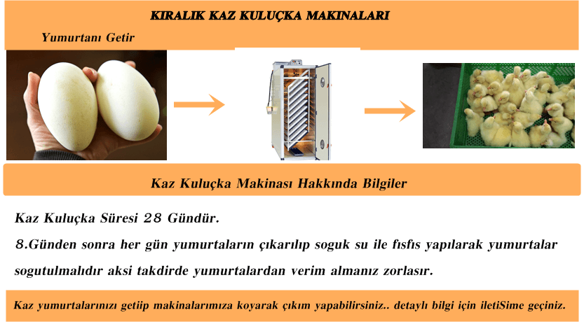 Kuluckaciniz.com Kuluçkalık Yumurta Ve Civciv İstanbul