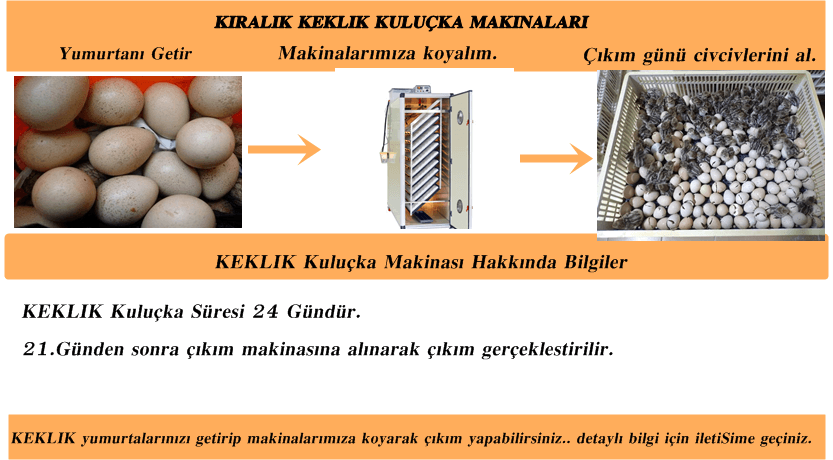 Kuluckaciniz.com Kuluçkalık Yumurta Ve Civciv İstanbul