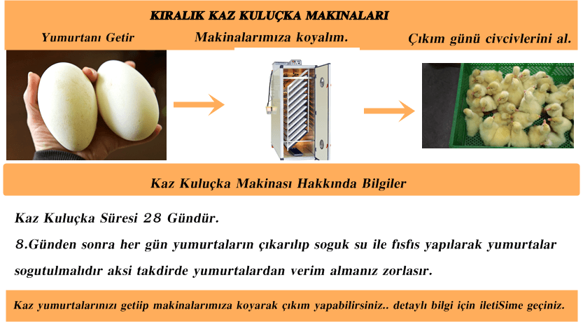 Kuluckaciniz.com Kuluçkalık Yumurta Ve Civciv İstanbul