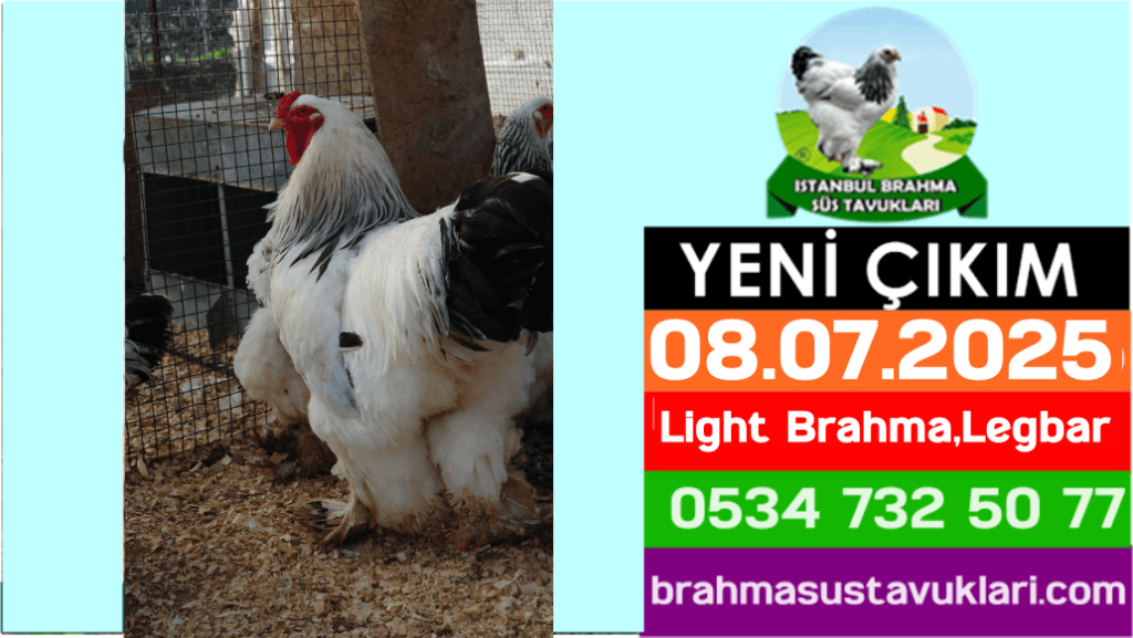 Kuluckaciniz.com Kuluçkalık Yumurta Ve Civciv İstanbul