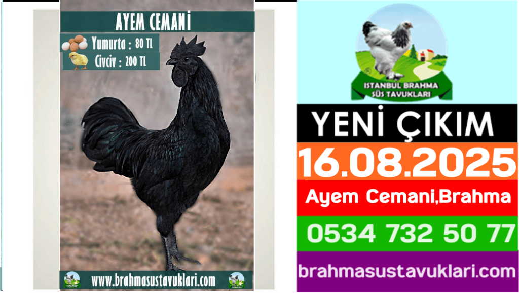 Kuluckaciniz.com Kuluçkalık Yumurta Ve Civciv İstanbul