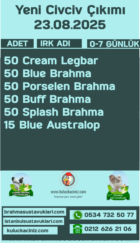 Kuluckaciniz.com Kuluçkalık Yumurta Ve Civciv İstanbul