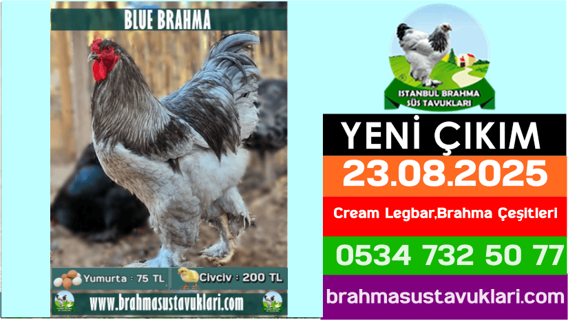 Kuluckaciniz.com Kuluçkalık Yumurta Ve Civciv İstanbul