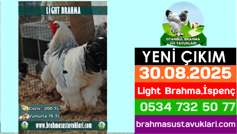 Kuluckaciniz.com Kuluçkalık Yumurta Ve Civciv İstanbul