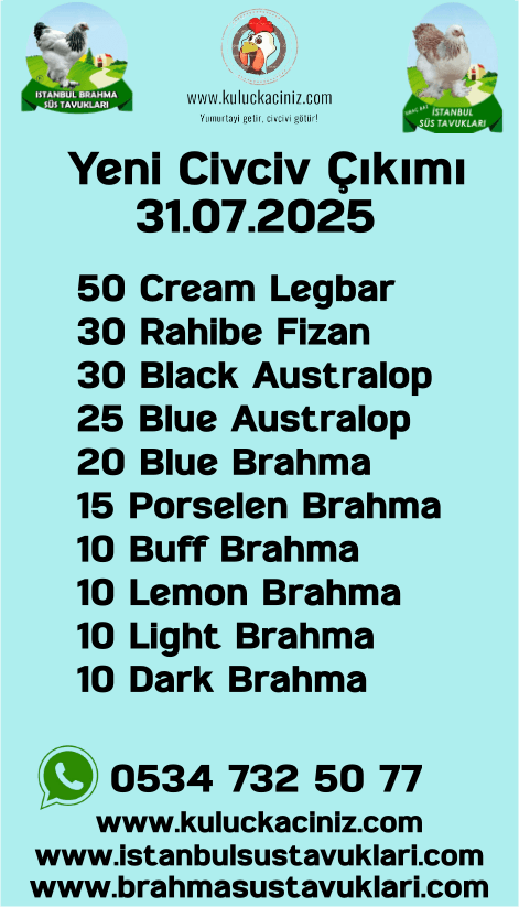 Kuluckaciniz.com Kuluçkalık Yumurta Ve Civciv İstanbul