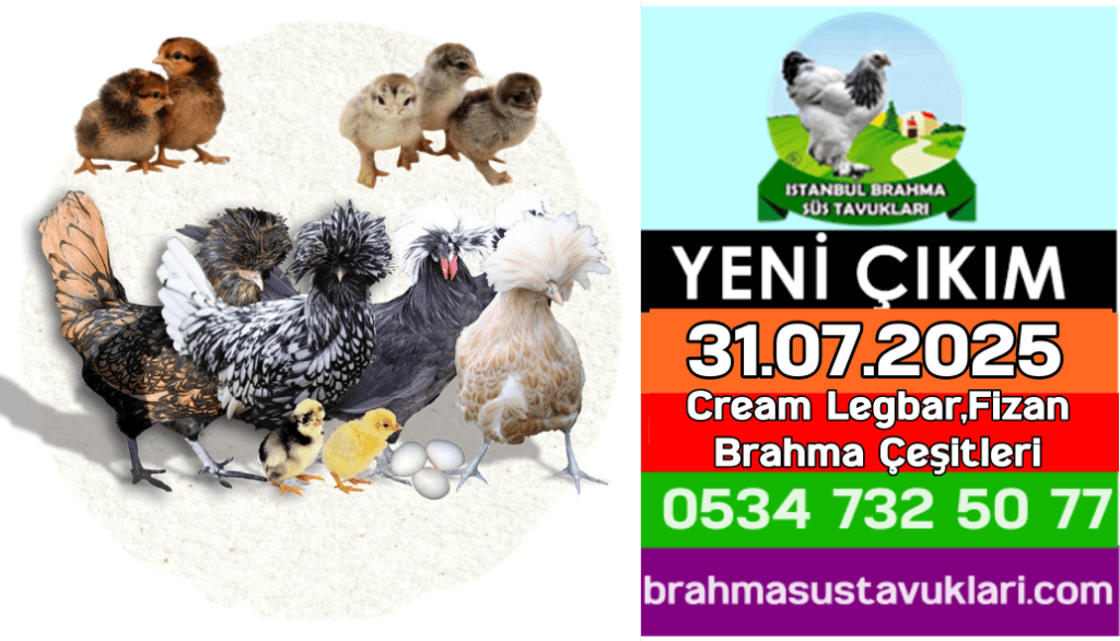 Kuluckaciniz.com Kuluçkalık Yumurta Ve Civciv İstanbul