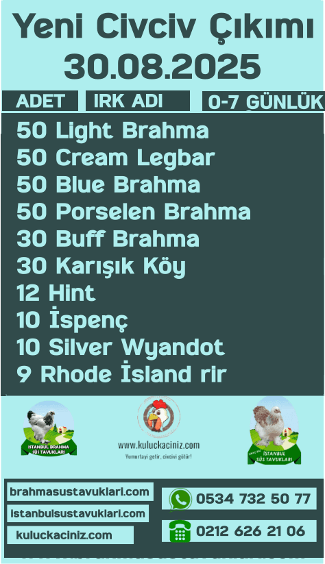 Kuluckaciniz.com Kuluçkalık Yumurta Ve Civciv İstanbul