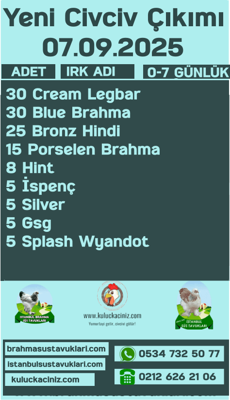 Kuluckaciniz.com Kuluçkalık Yumurta Ve Civciv İstanbul