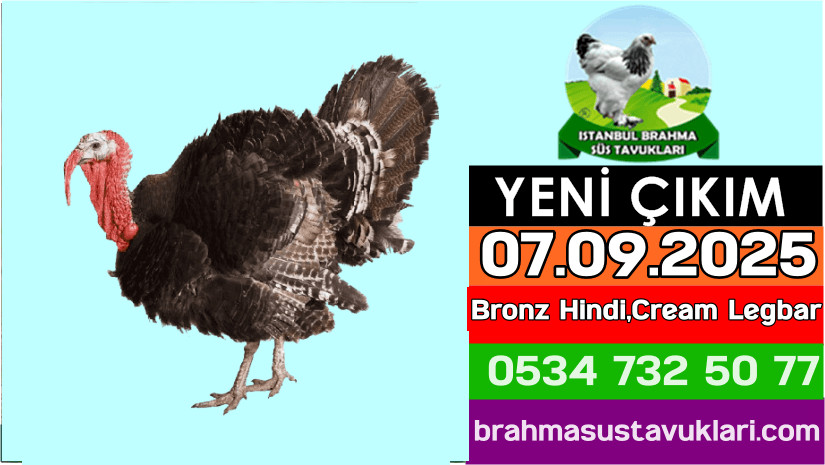 Kuluckaciniz.com Kuluçkalık Yumurta Ve Civciv İstanbul