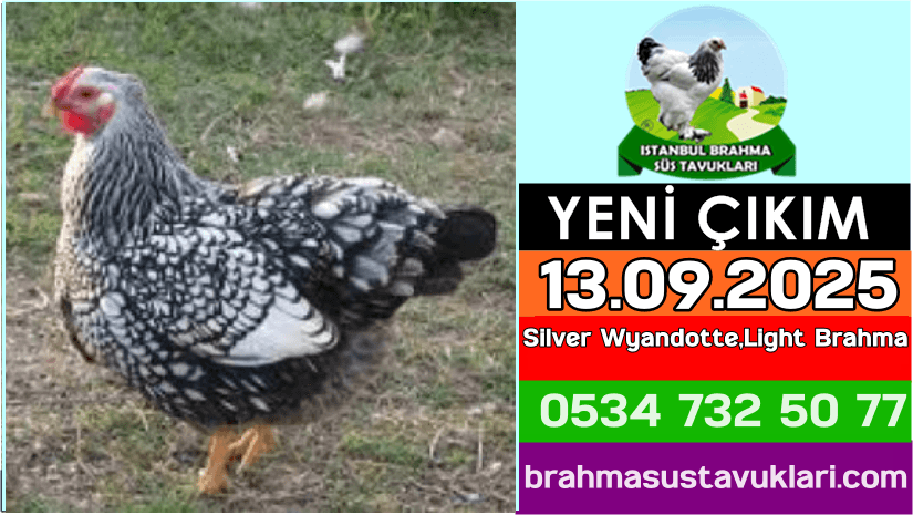 Kuluckaciniz.com Kuluçkalık Yumurta Ve Civciv İstanbul