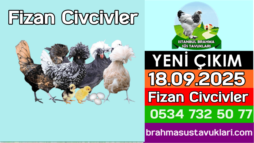 Kuluckaciniz.com Kuluçkalık Yumurta Ve Civciv İstanbul