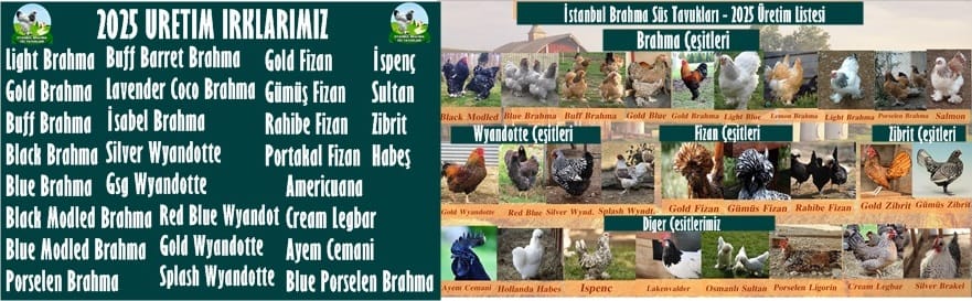 Kuluckaciniz.com Kuluçkalık Yumurta Ve Civciv İstanbul