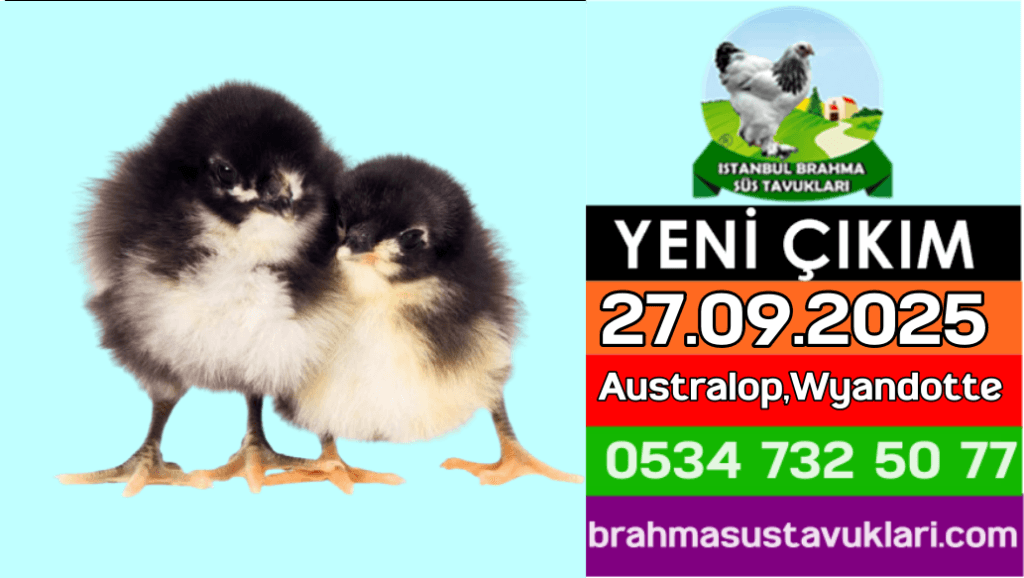 Kuluckaciniz.com Kuluçkalık Yumurta Ve Civciv İstanbul