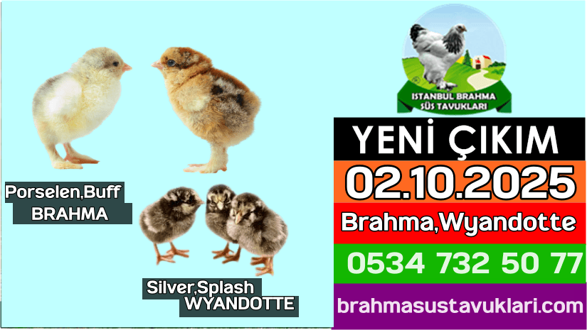 Kuluckaciniz.com Kuluçkalık Yumurta Ve Civciv İstanbul