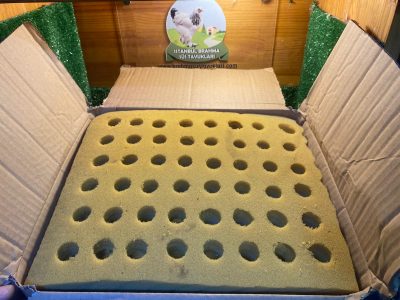 SÜNGER VİYOL KULUÇKALIK YUMURTA