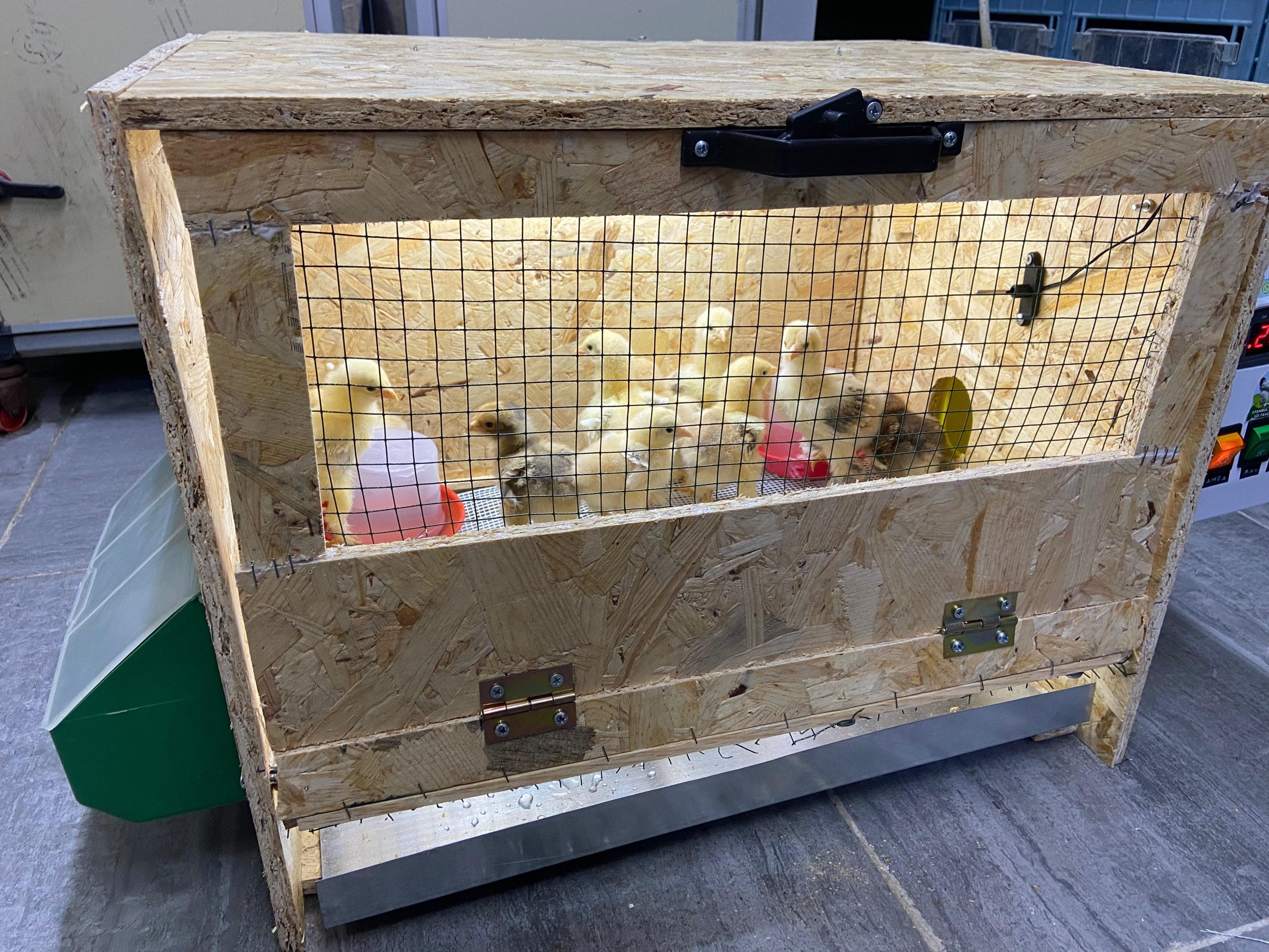 Civciv Büyütme Kafesi ANAKUCAĞI