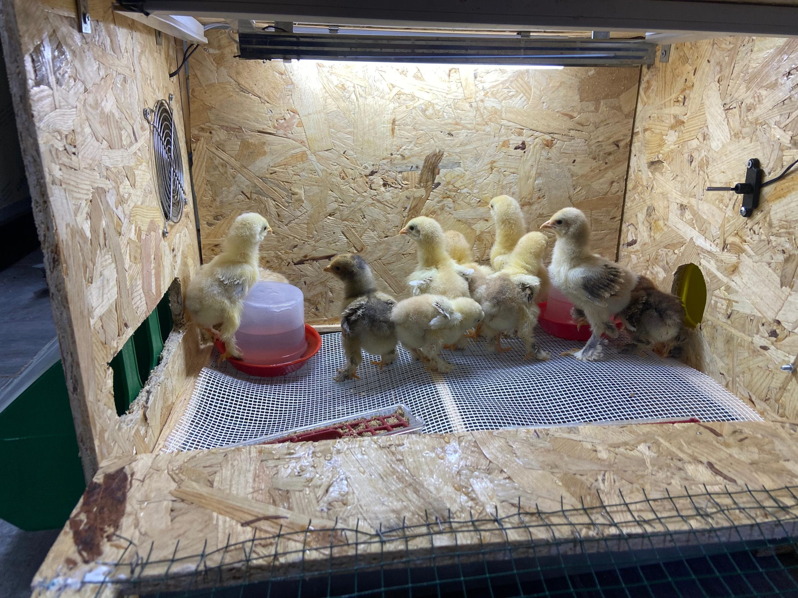 Civciv Büyütme Kafesi ANAKUCAĞI