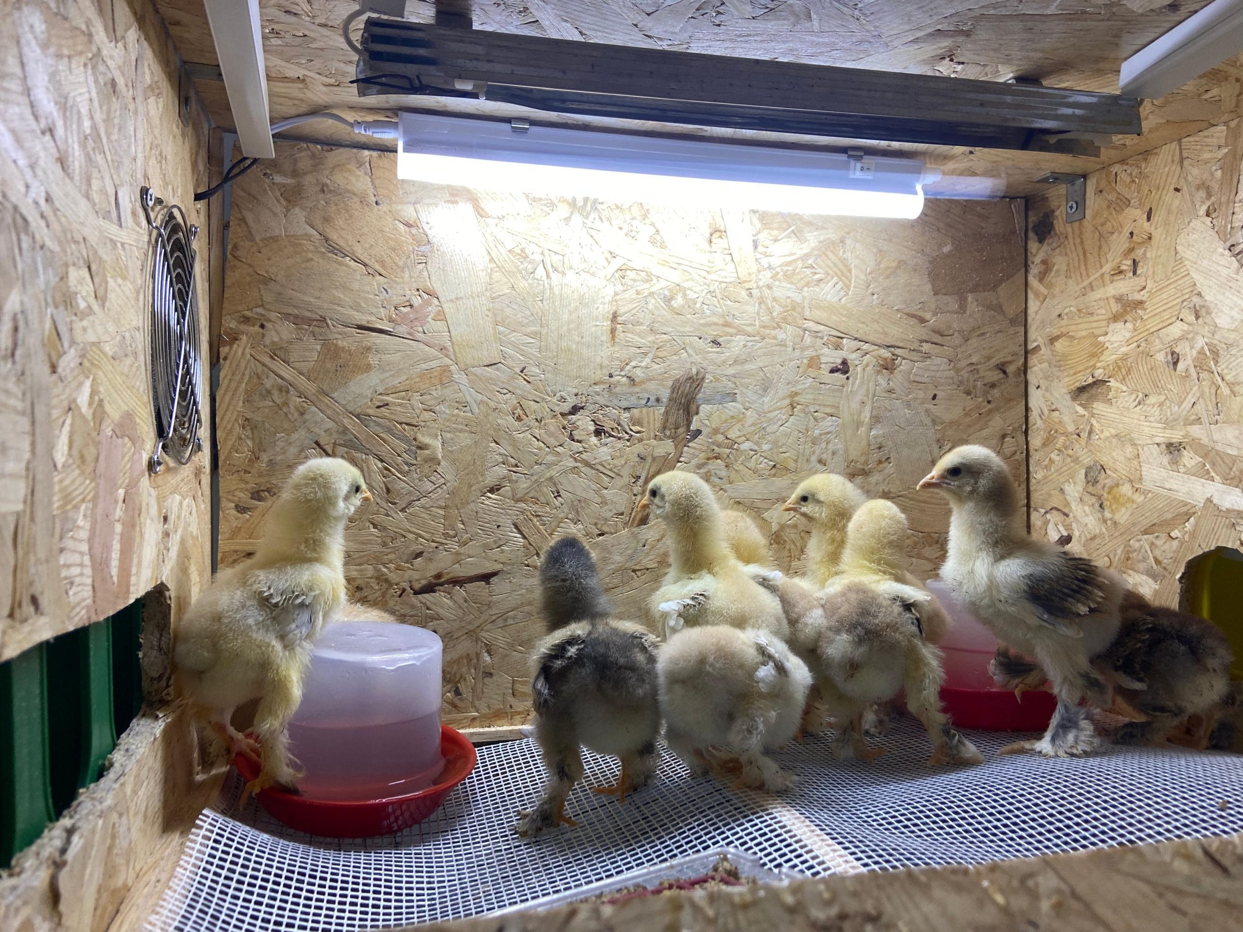 Civciv Büyütme Kafesi ANAKUCAĞI