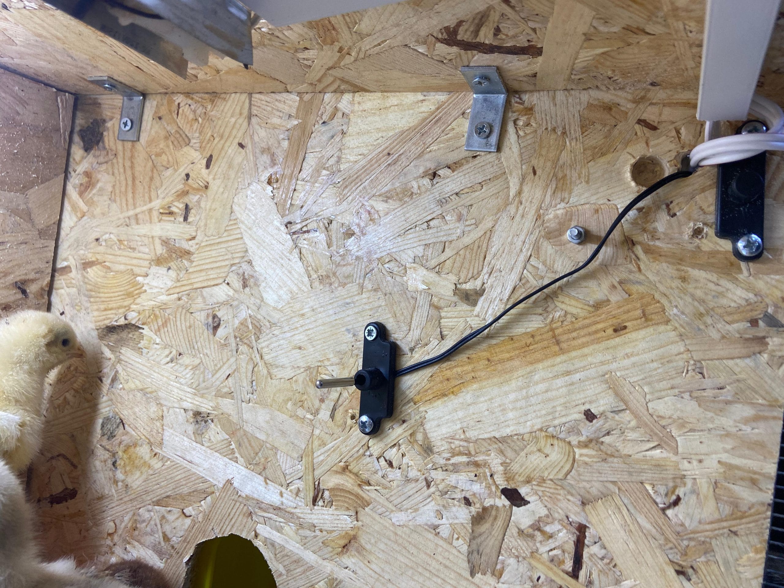 Civciv Büyütme Kafesi ANAKUCAĞI