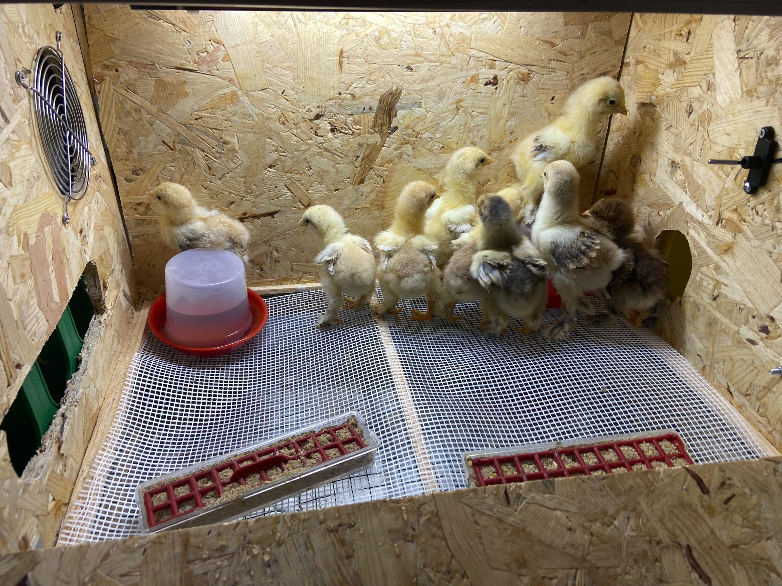 Civciv Büyütme Kafesi ANAKUCAĞI