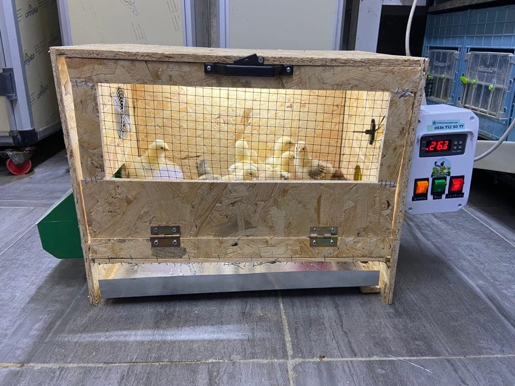 Civciv Büyütme Kafesi ANAKUCAĞI