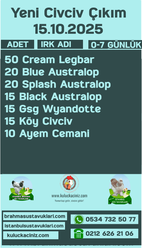 Kuluckaciniz.com Kuluçkalık Yumurta Ve Civciv İstanbul