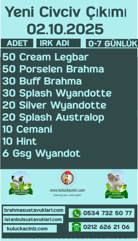 Kuluckaciniz.com Kuluçkalık Yumurta Ve Civciv İstanbul