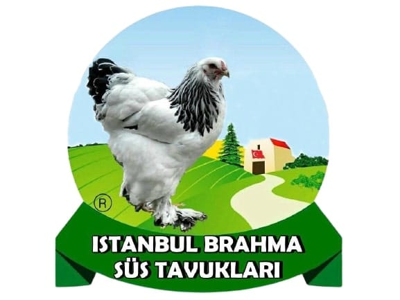 İstanbul Kuluçkalık Yumurta & civciv satışı