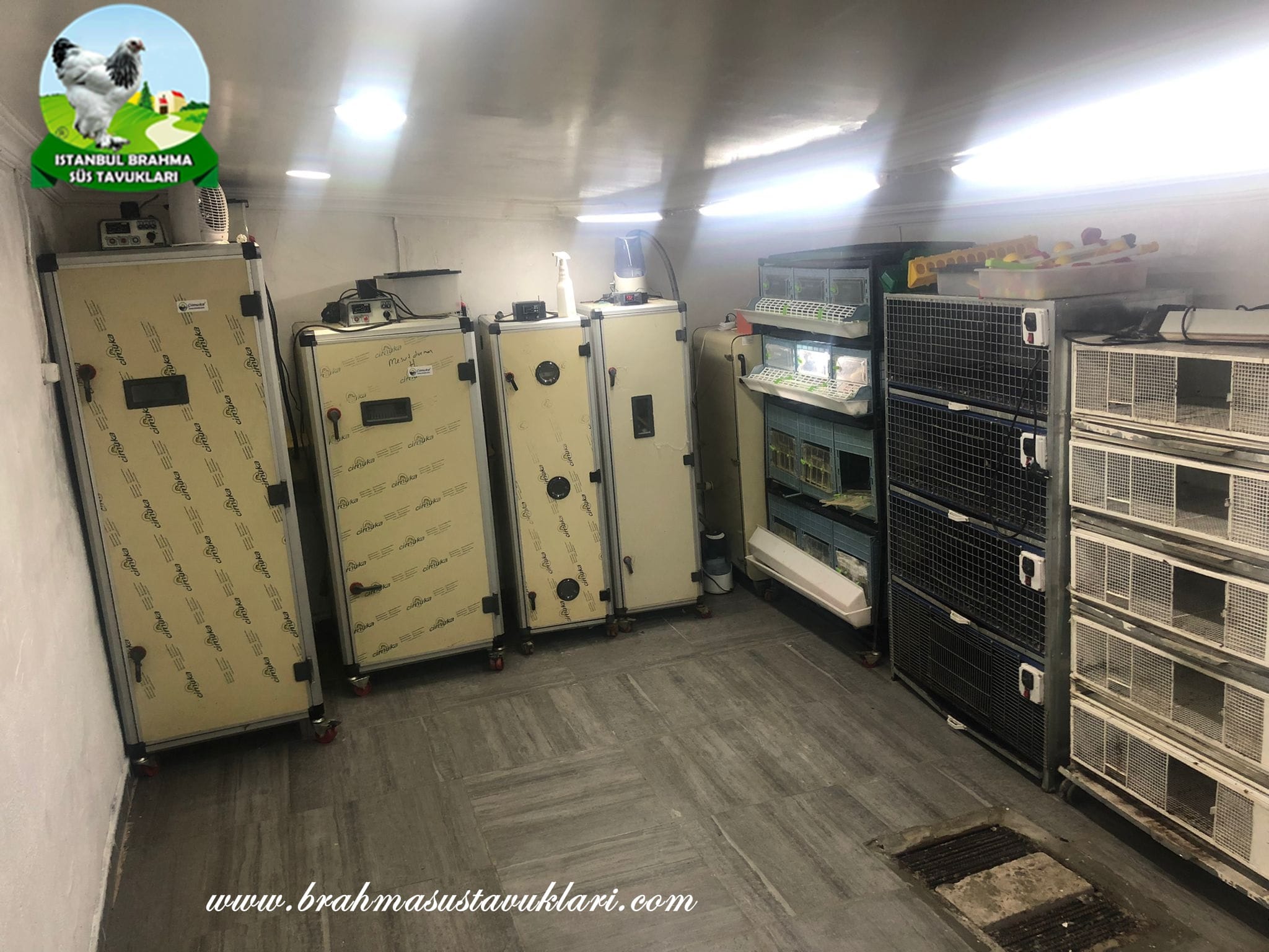 İstanbul Kuluçkalık Yumurta & civciv satışı