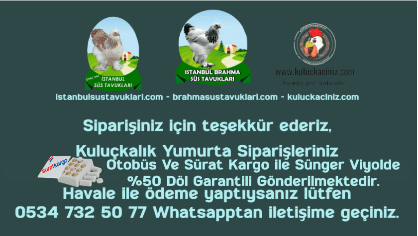 Kuluckaciniz.com Kuluçkalık Yumurta Ve Civciv İstanbul