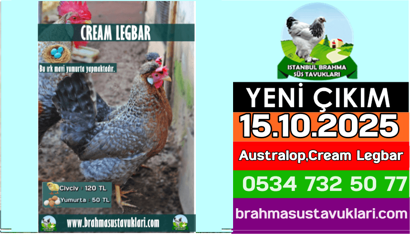 Kuluckaciniz.com Kuluçkalık Yumurta Ve Civciv İstanbul