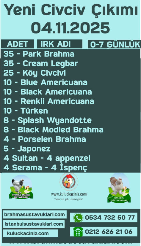 İstanbul Kuluçkalık Yumurta & civciv satışı