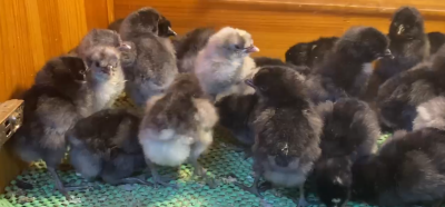 Blue Black Appenzeller Civciv