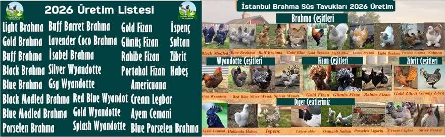 İstanbul Kuluçkalık Yumurta & civciv satışı