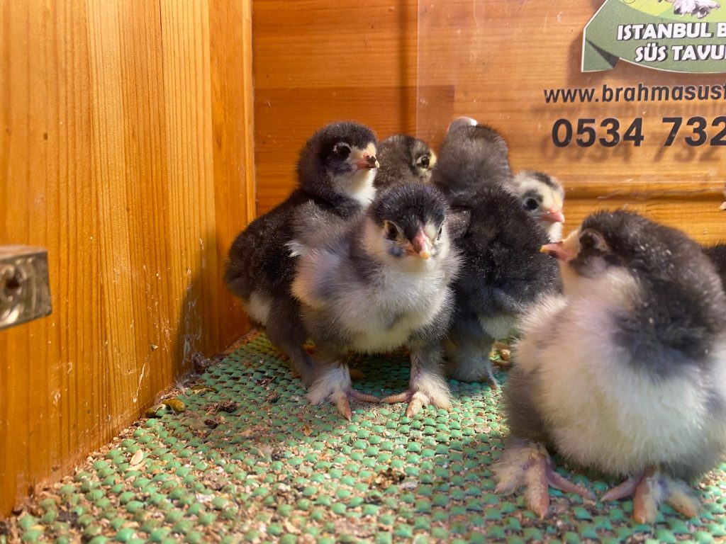 Black Brahma Civciv 2026